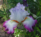 Iris germanica Conjuration